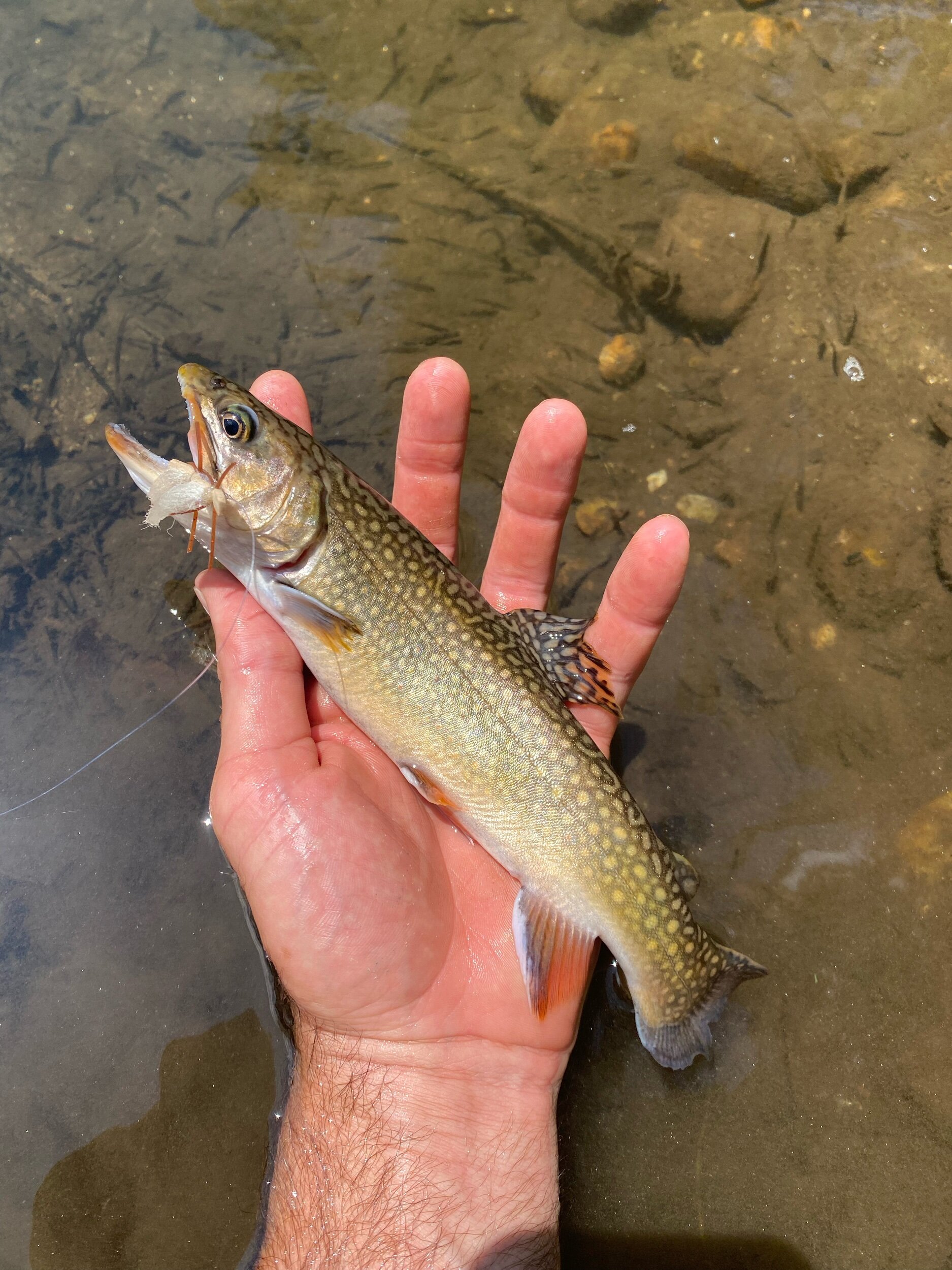 Swannanoa River Fishing — The Catawba Angler