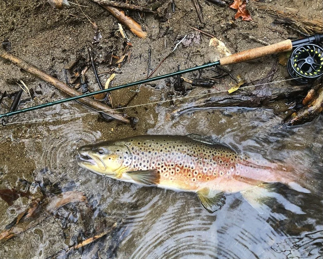 Curtis Creek Fly Fishing — The Catawba Angler
