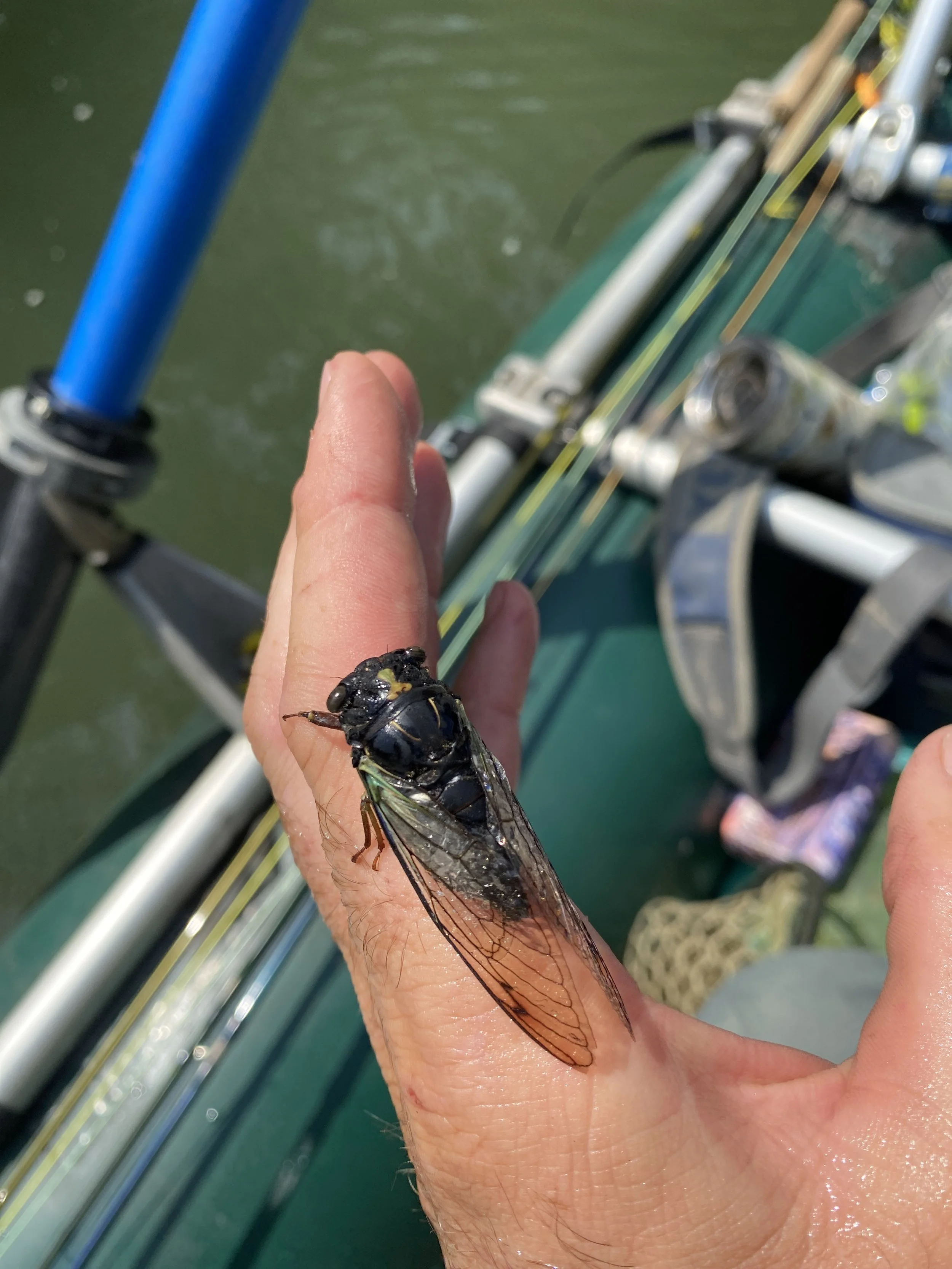 Brood XIX Cicadas 2024 — The Catawba Angler