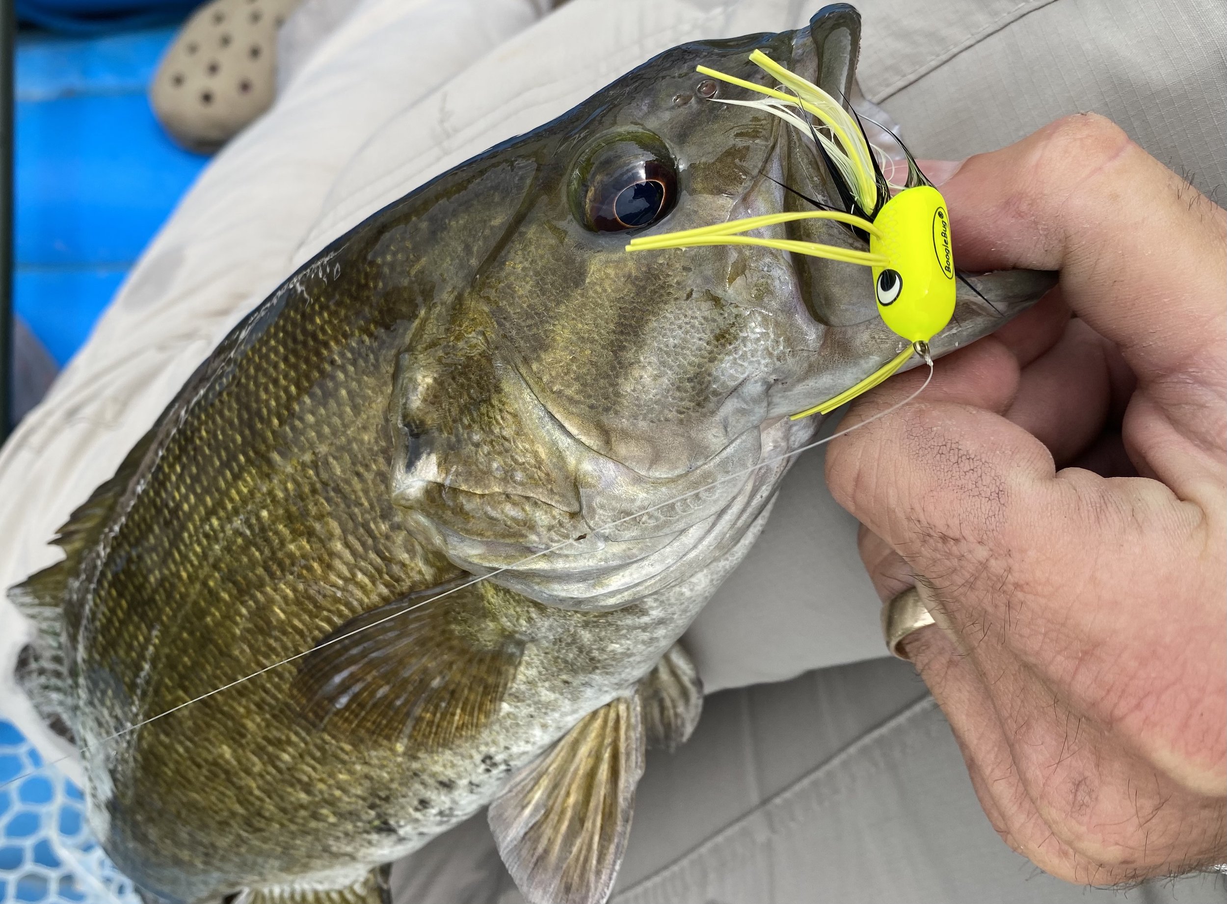 Fly Fishing for Smallmouth Bass