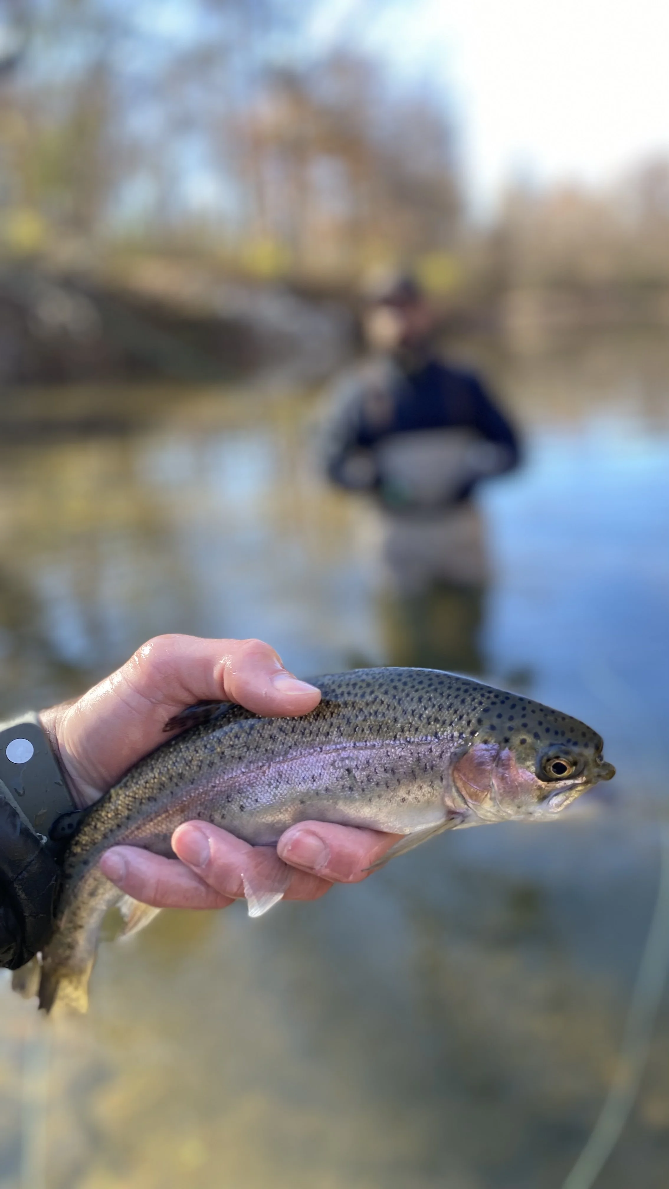Western North Carolina Trout Fishing — The Catawba Angler
