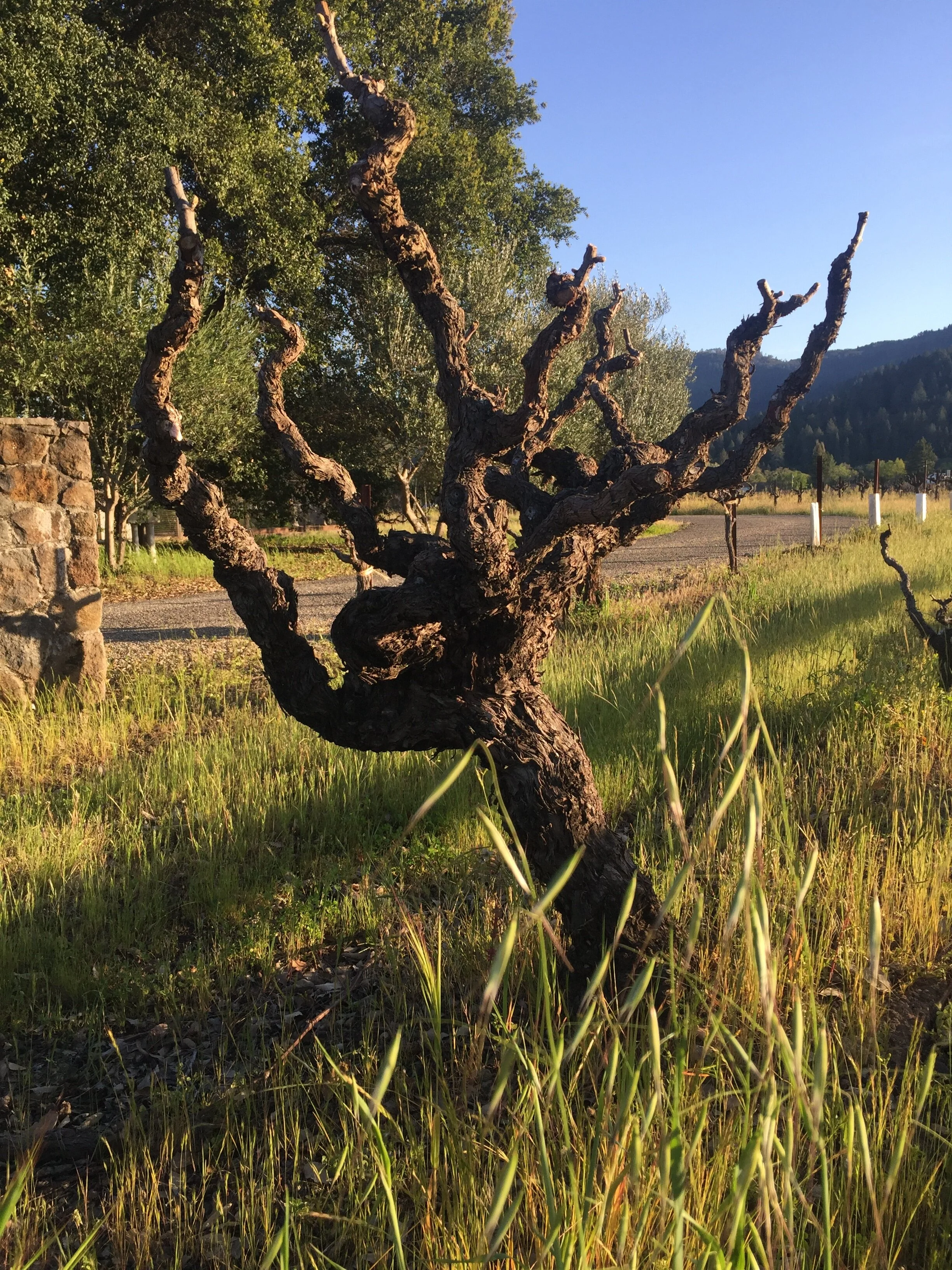 vineyard_7031.jpg