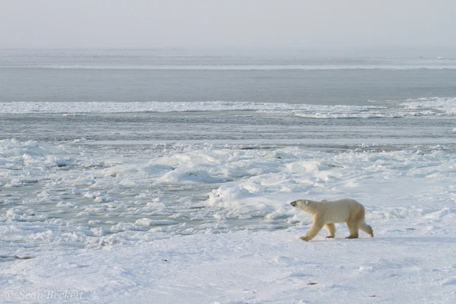 polar bear walking on ice