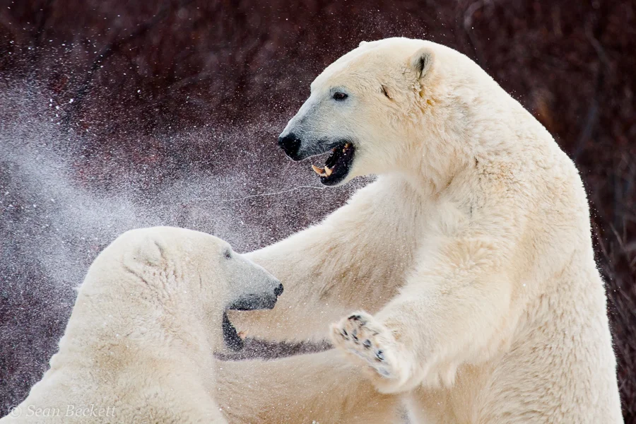 snowy polar bears sparring and drool