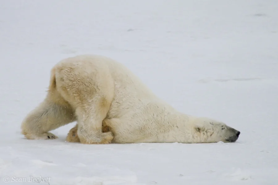 polar bear slide