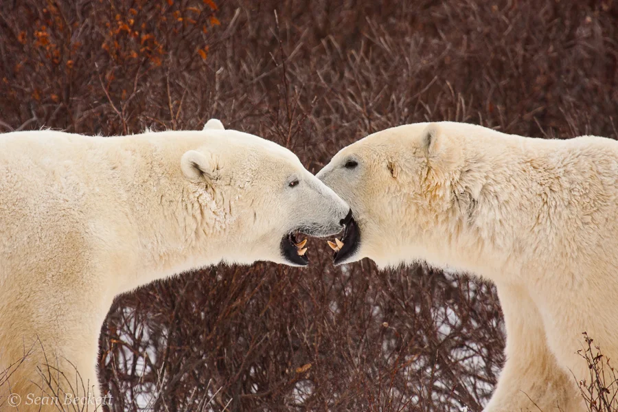 two polar bears meeting
