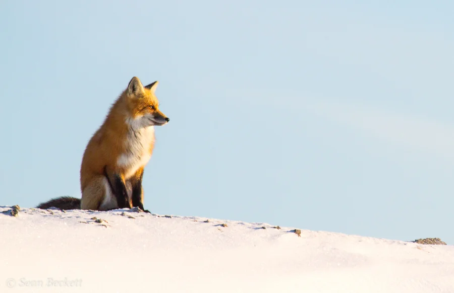 red fox snowy ridge