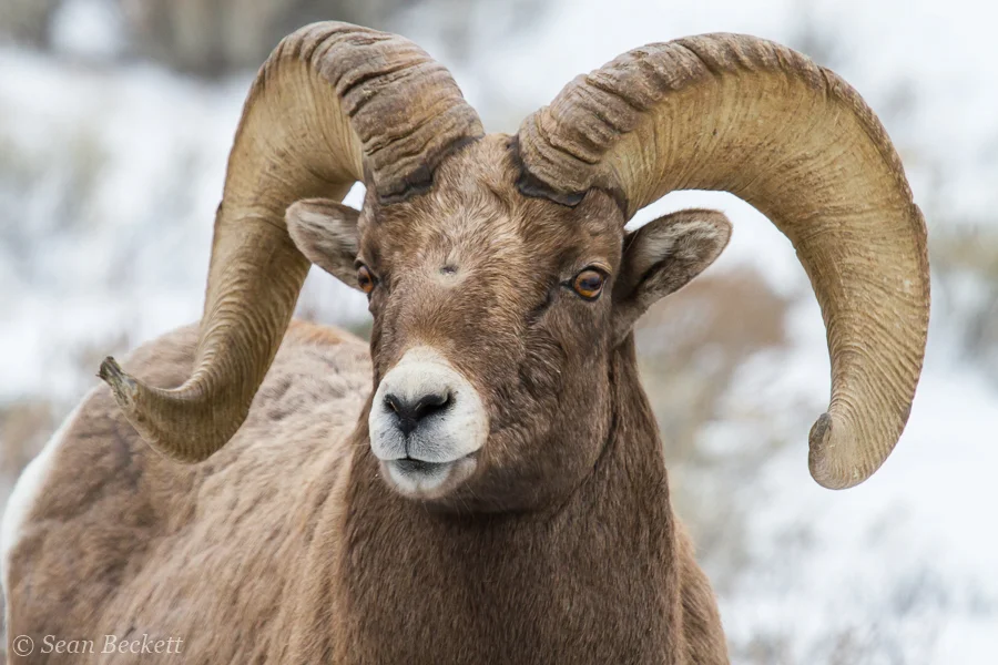 bighorn ram portrait