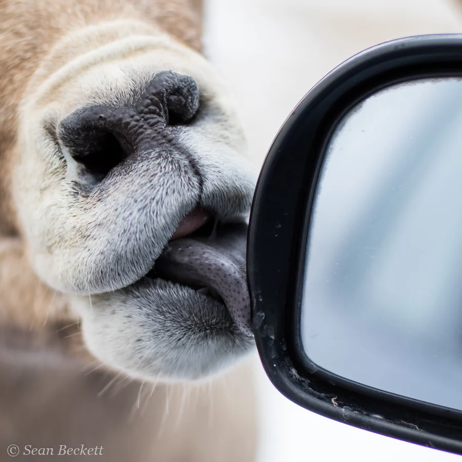 bighorn sheep licks car window
