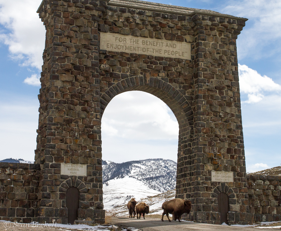 bison herd migrates through gateway arch