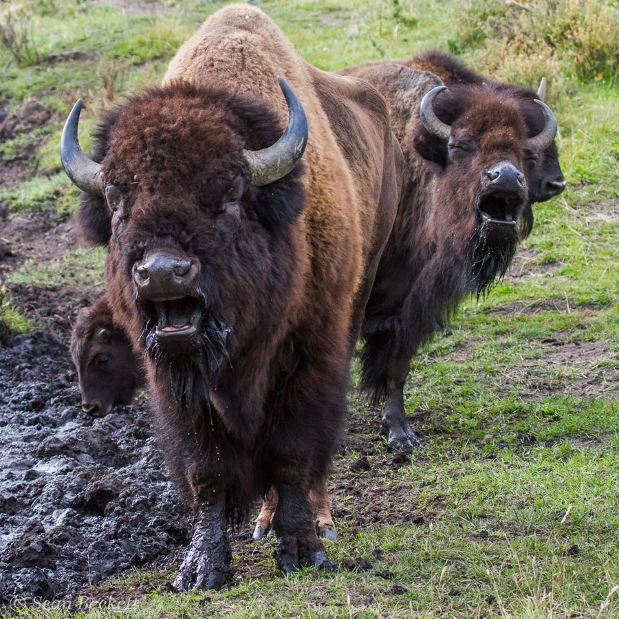 bison singing