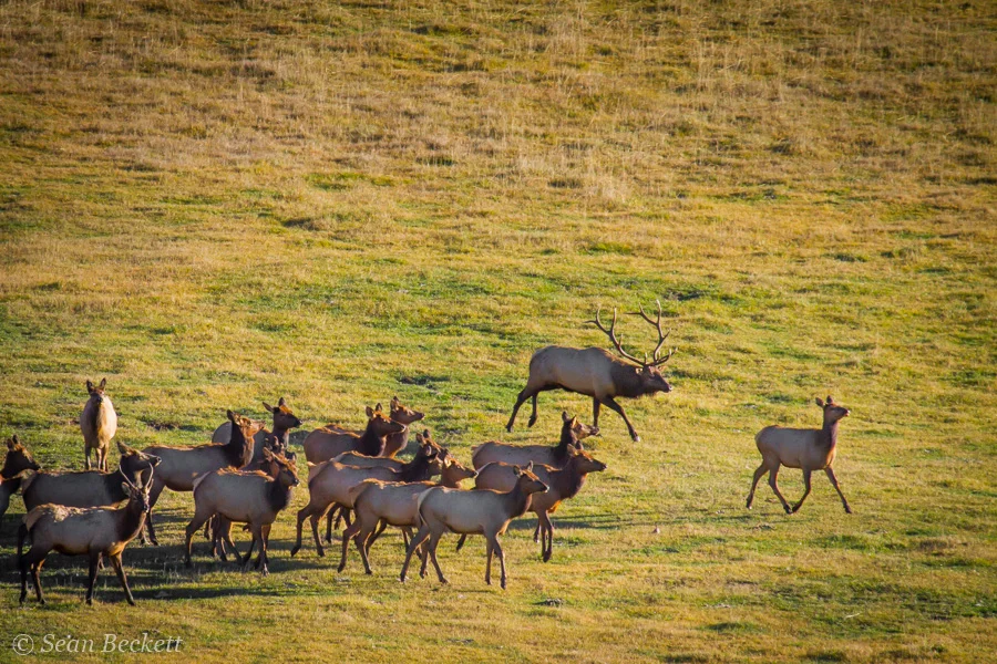bull elk in rut herding females