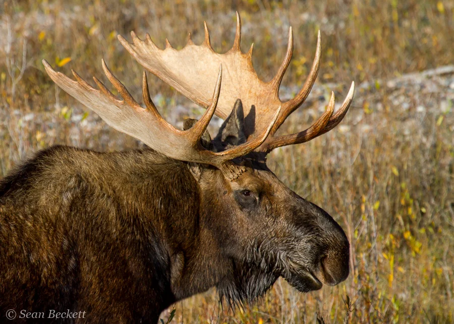 bull moose nice antlers
