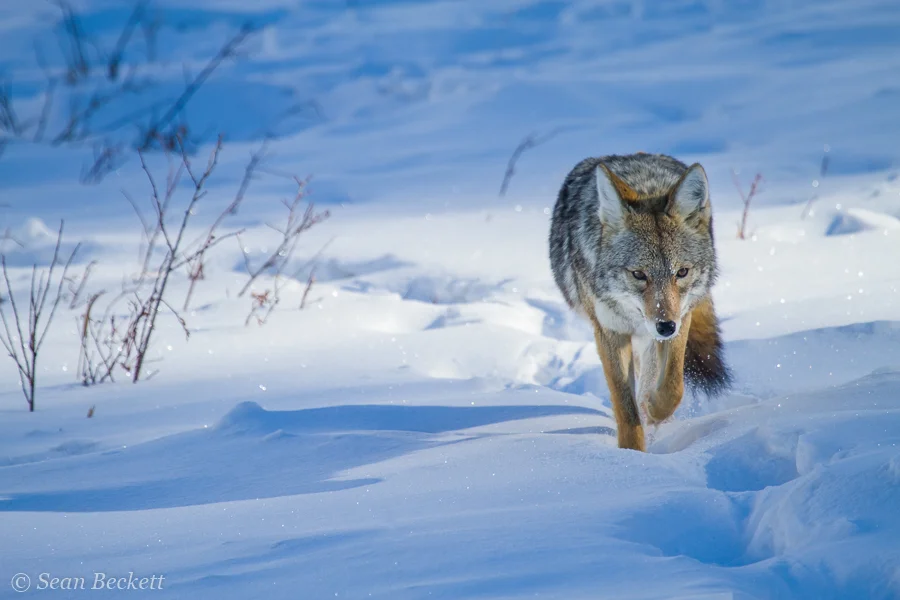 coyote hunting along snowy trail