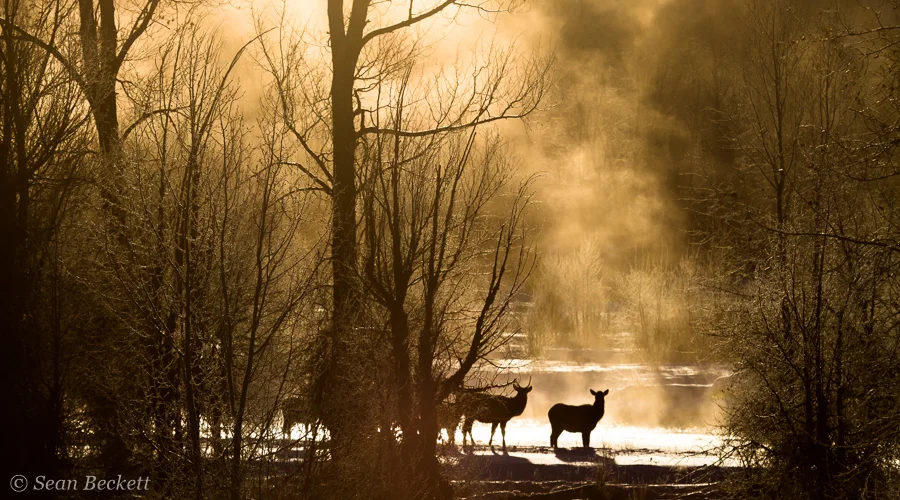 elk crossing misty golden forest