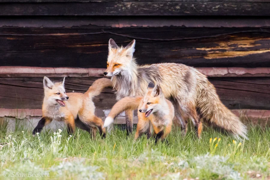 red fox mom and kits in grass with log cabin