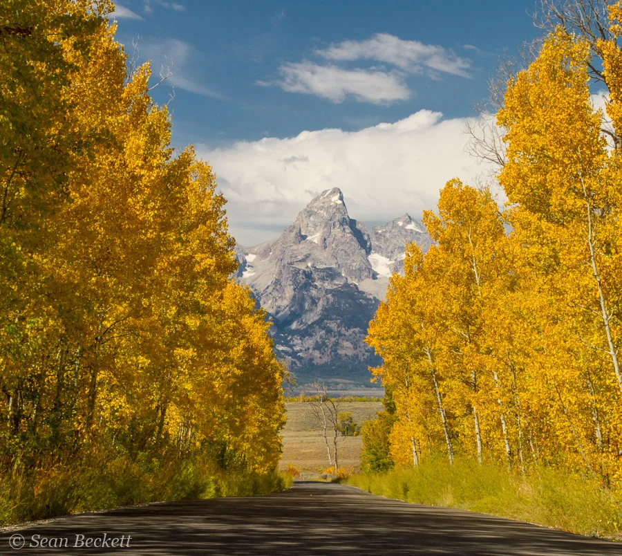 grand teton framed by aspens