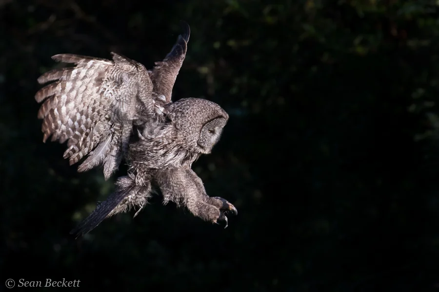 great gray owl attacking against dark background