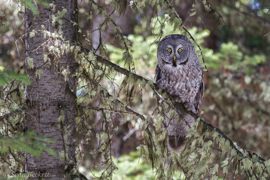 Great Gray Owl Perched in dense woods