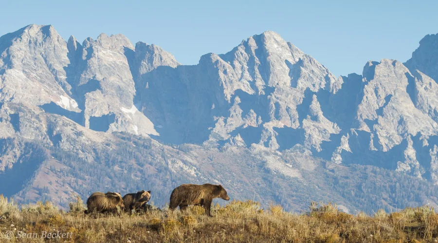 grizzly mom and cubs walking in front of rocky mountains