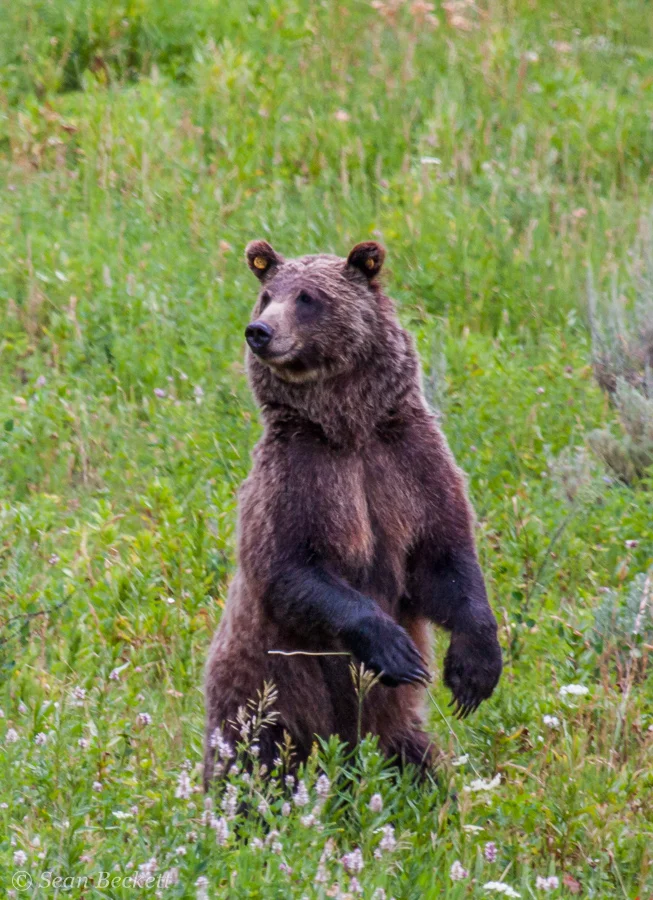 grizzly bear standing up