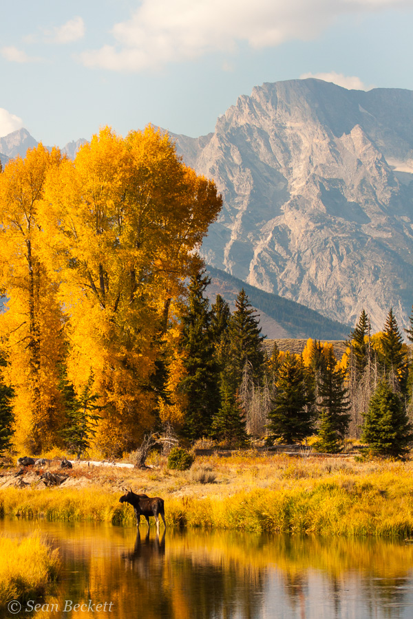 moose in autumn foliage scene in the tetons