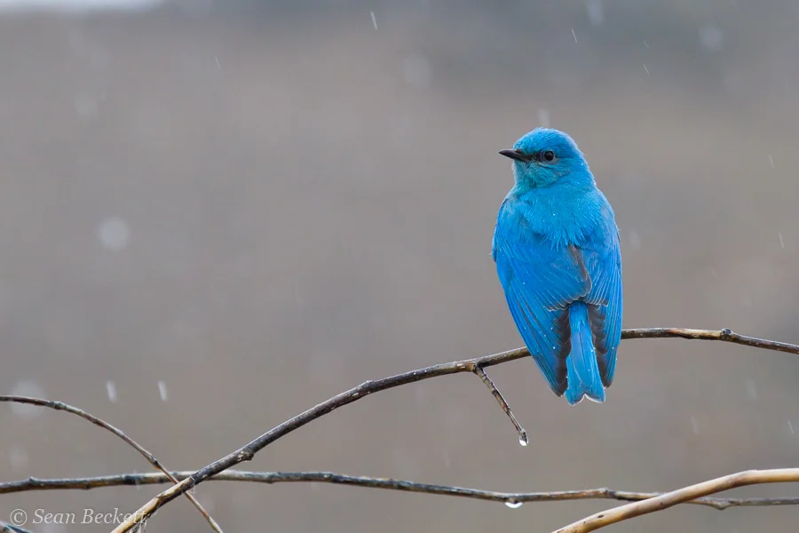Mountain Bluebird In the Rain