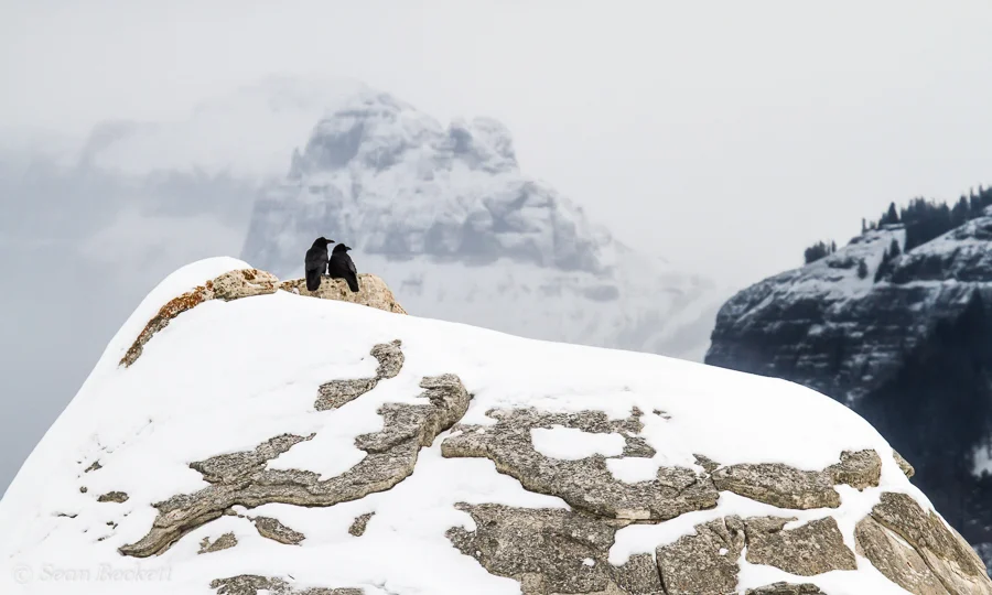 raven pair in snowy mountains
