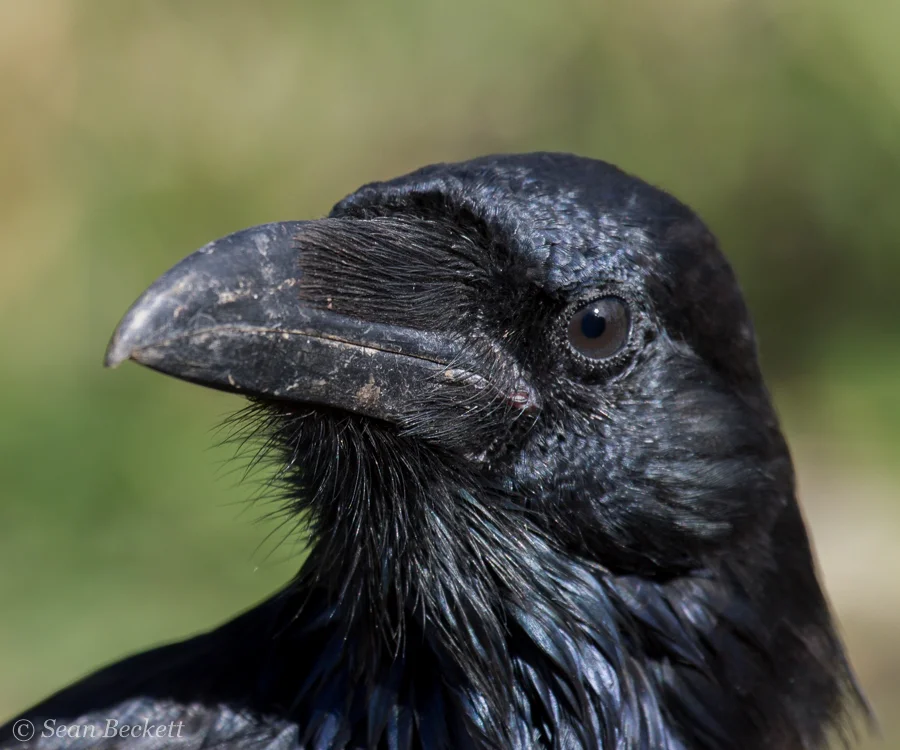 raven portrait