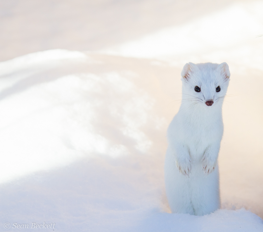 white ermine weasel standing in deep snow
