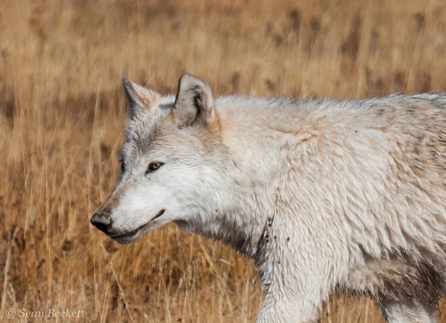 white wolf profile in yellow grass