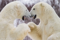 polar bear fist bump