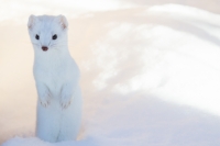 white ermine weasel standing in deep snow