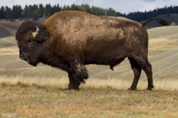 bull bison poses in profile