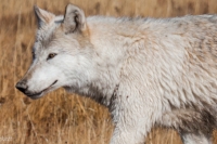 white wolf profile in yellow grass
