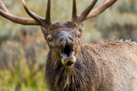 bull elk bugle