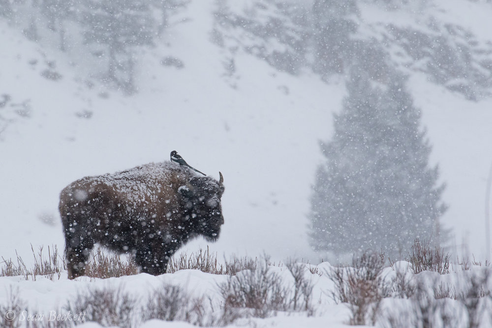 NHAJan31_18_Yellowstone-2.jpg