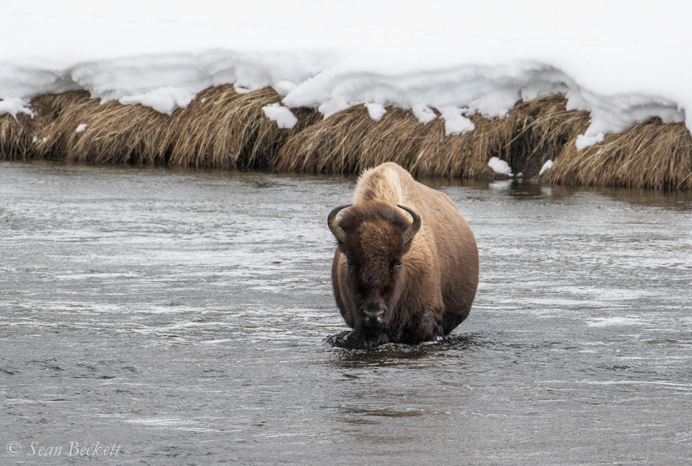 NHAJan31_18_Yellowstone-4.jpg