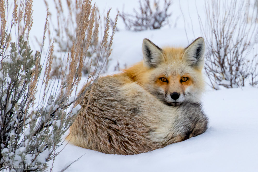 NHAJan31_18_Yellowstone-9.jpg