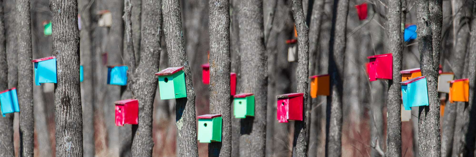 multicolored bright bird house panorama
