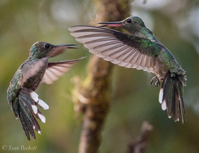 Dueling Scaly-breasted Hummingbirds.⁠
Traveling around #Panama with @northbranchnaturecenter⁠
.⁠
.⁠
.⁠
#NatureTTL #bns_nature #naturegrampixels #naturelover_gr #instanaturefriends #discoverwildlife #TheWildlifeBiologist #wildlifeplanet #wildlifeonear