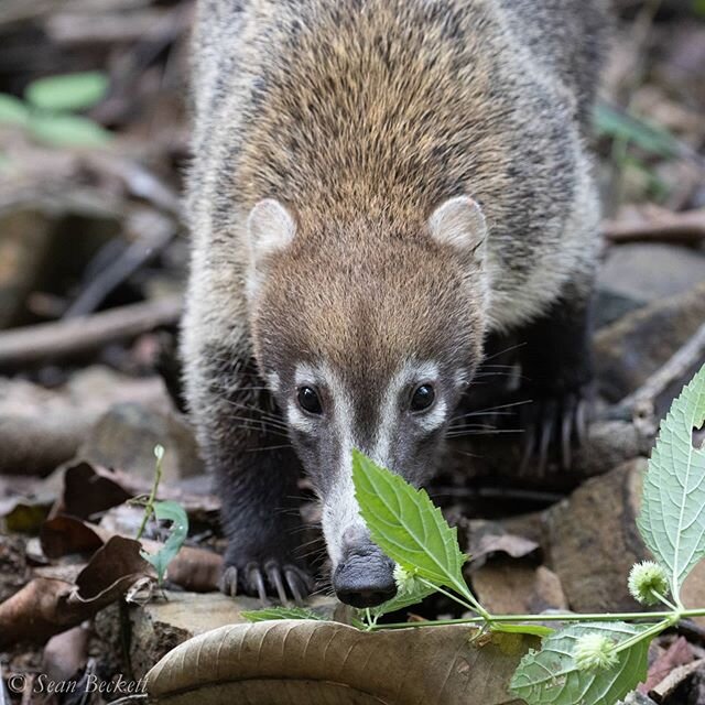 Coati, a close relative of the raccoon. The are quite common in the Panama lowlands, and can be found all the way up into Arizona.⁠
⁠
Traveling around #Panama with @northbranchnaturecenter⁠
.⁠
.⁠
.⁠
#NatureTTL #bns_nature #naturegrampixels #naturelov