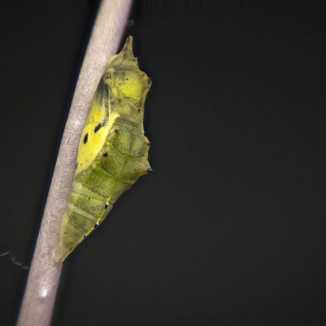 My very first attempt at macro focus stacking. 10 shots blended here using Zerene Stacker. But the real exciting part is the next photograph. When I returned an hour later for a second attempt, this is what I found.⁠
Cabbage White Butterfly (Pieris r