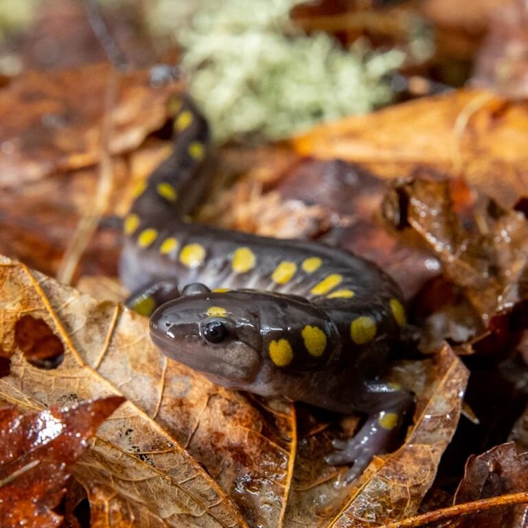 Spotted Salamander

Photographed during its nighttime spring migration.

Helped across the roadway with a short detour to the back-of-the-truck salamander photography studio.