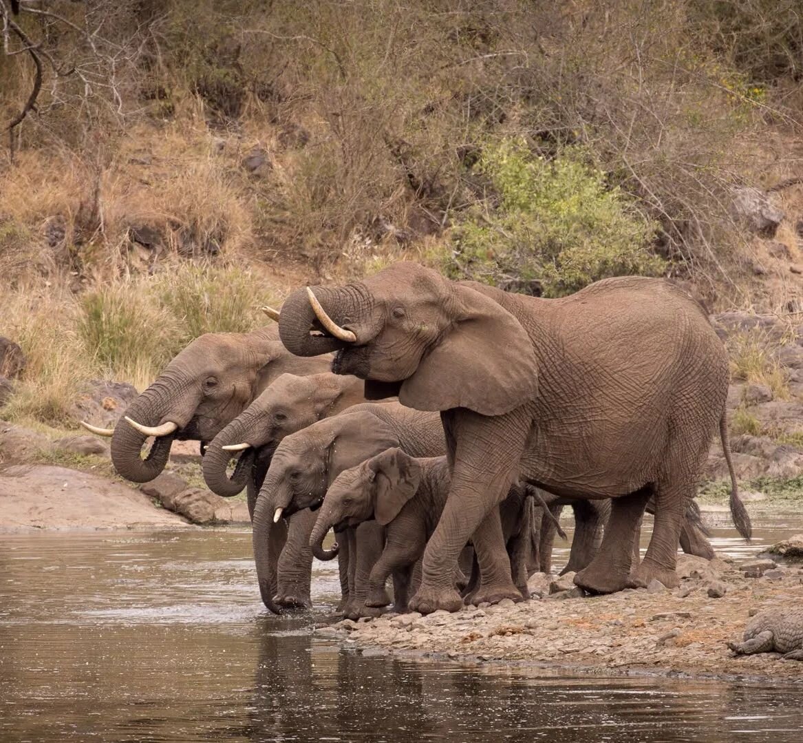 The things one sees when birdwatching by the water. Elephants are abundant in Kruger National Park. Though elephant poaching isn't as rampant there today as it has been in the recent past*, evidence of past poaching abounds in the lack of many big &q