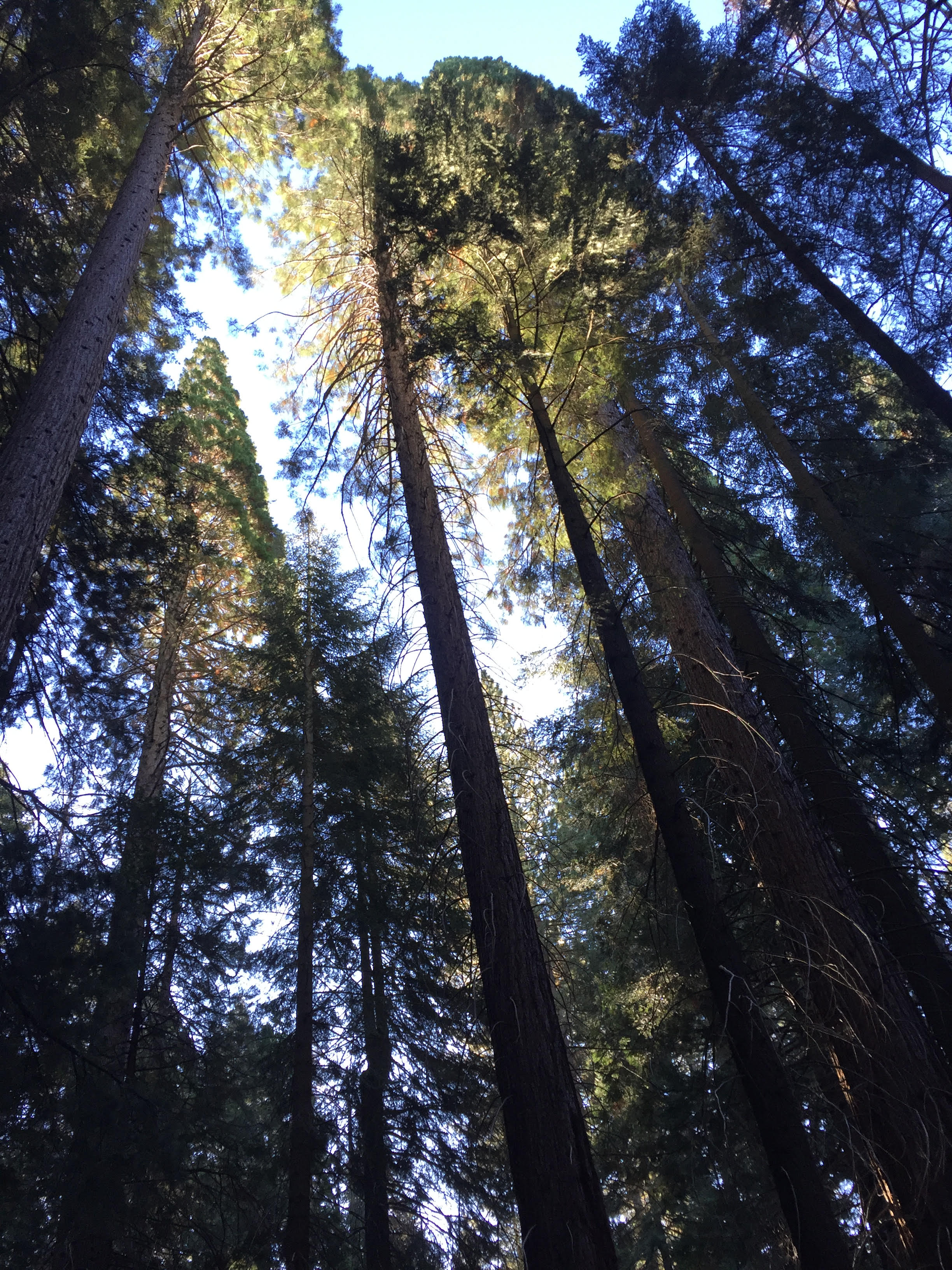 #1: Sequoia National Park, CA, 10/1-2