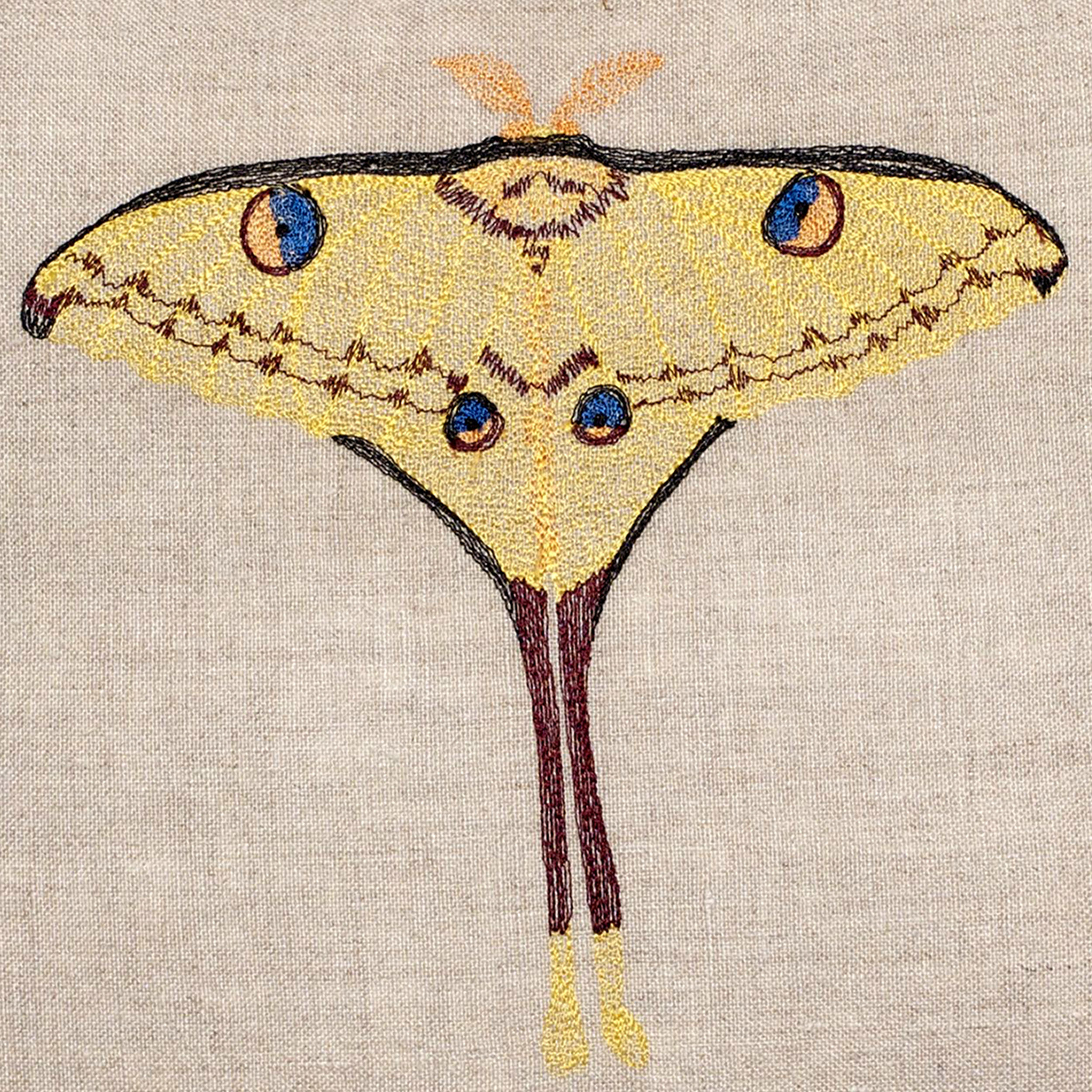 comtemoth2detail.jpg