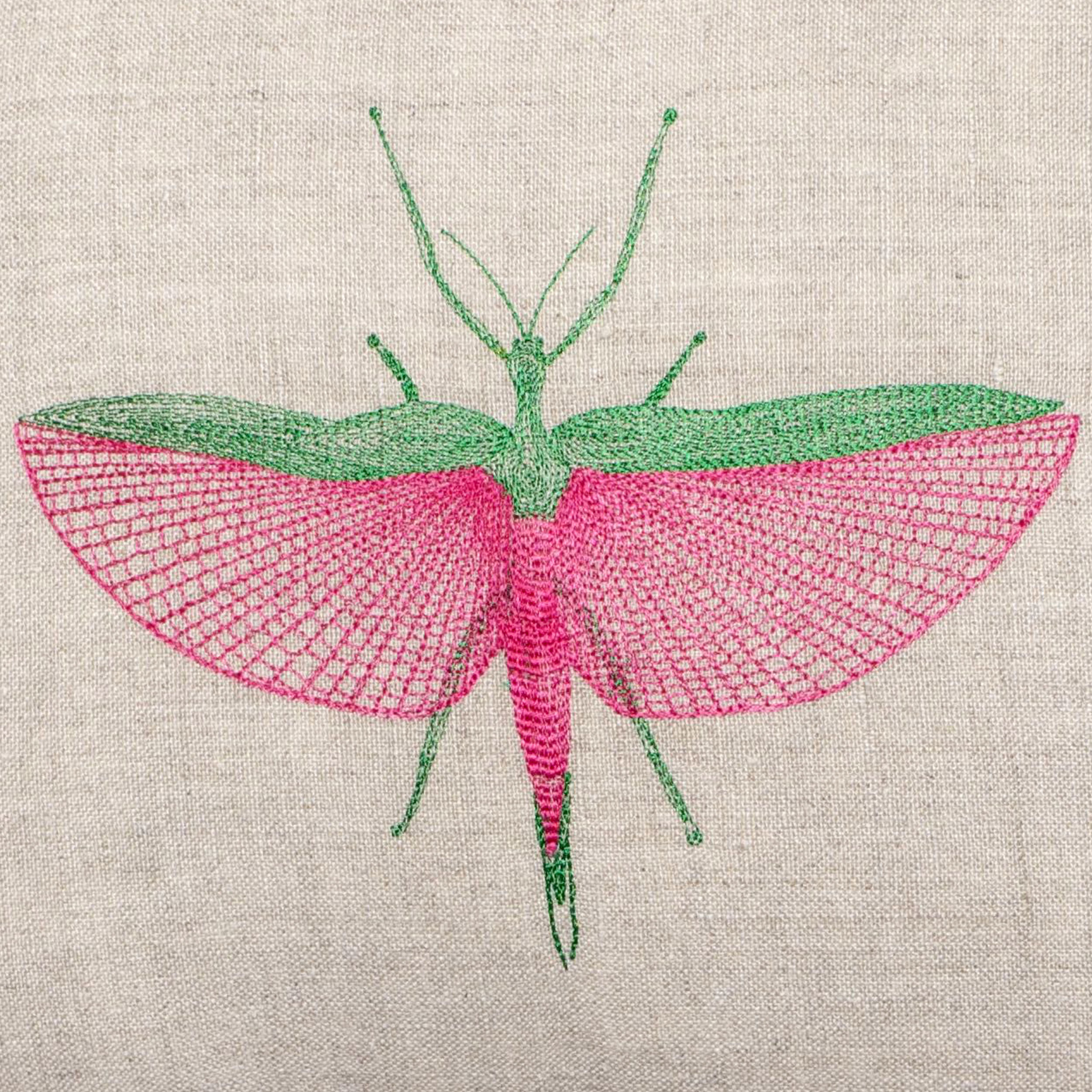 phasmiddetail.jpg
