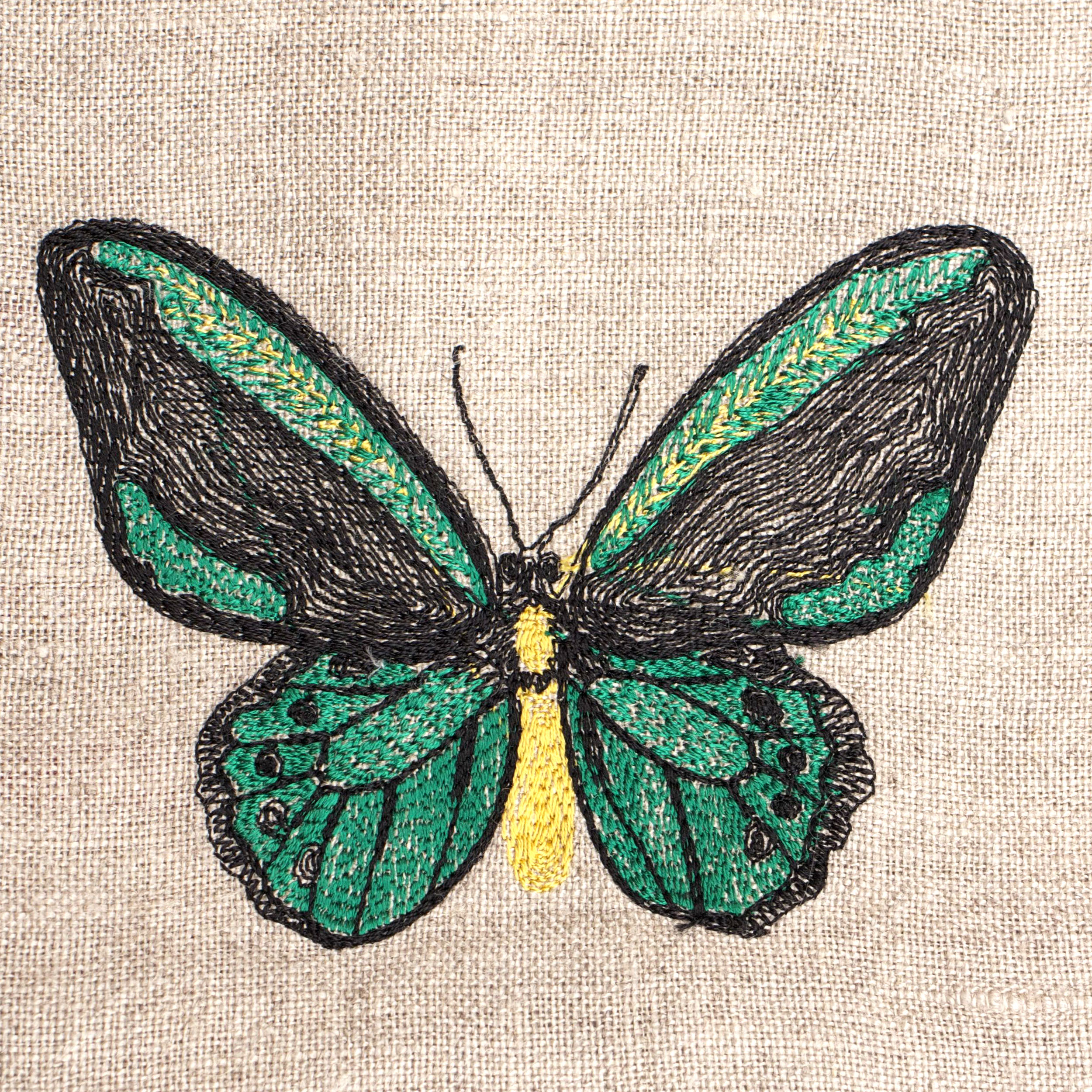 malebirdwing.jpg