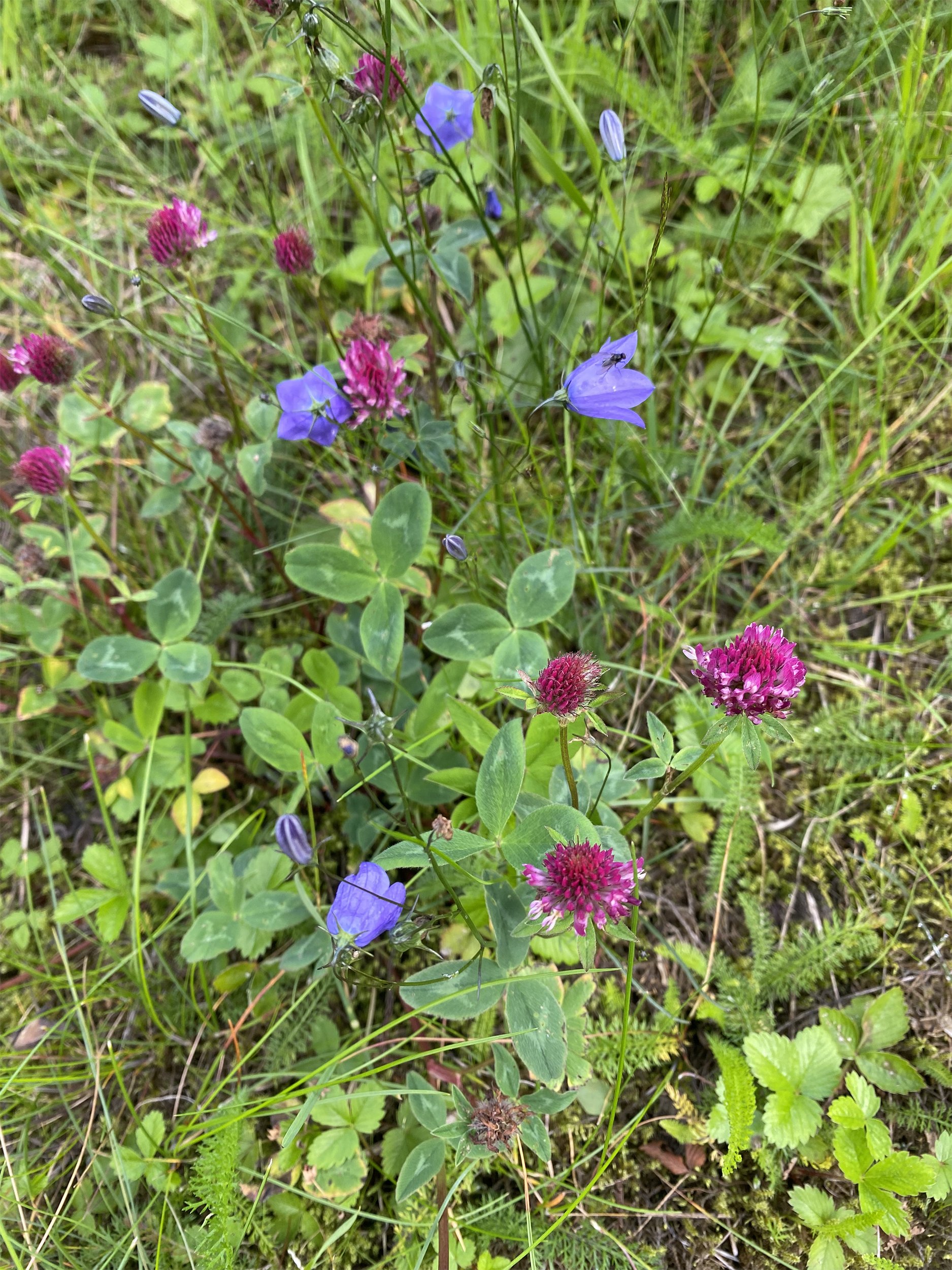 red thistle bluebell.jpg